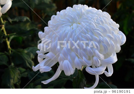 白色の大菊（厚走り） 96190191