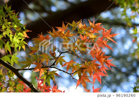 日を浴びた紅葉 日を浴びた紅葉 96190260
