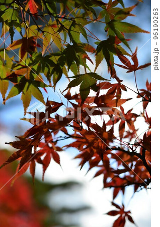 秋の風景 紅葉 秋の風景 紅葉 96190263