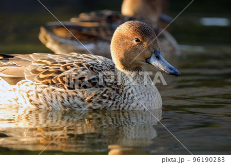 池で泳ぐオナガガモのメス【横向き】 96190283