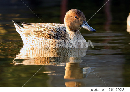池で泳ぐオナガガモのメス【横向き】 96190284