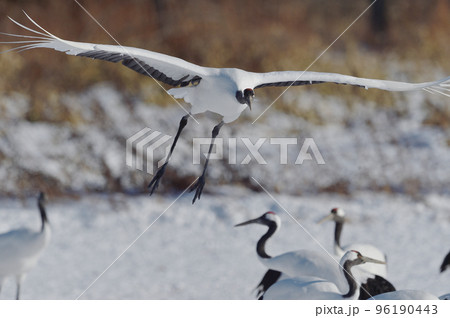 翼を広げて着陸するタンチョウ(北海道・鶴居) 翼を広げて着陸するタンチョウ(北海道・鶴居) 96190443