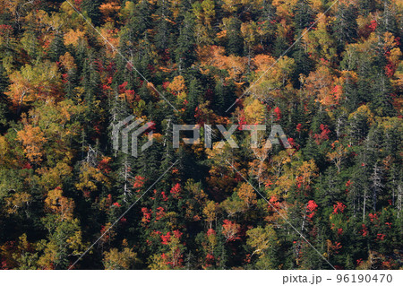 【北海道上富良野町】十勝岳の紅葉 96190470