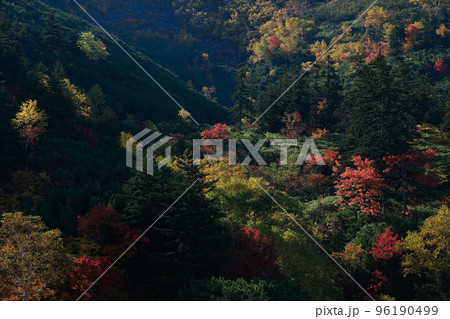【北海道上富良野町】十勝岳の紅葉 96190499