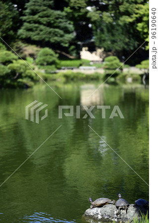 清澄庭園（東京都江東区）の大泉水に佇む亀たち 96190640