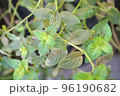 ブラックペパーミントの鉢植えの写真 96190682