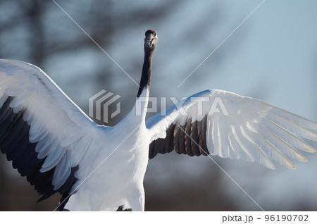 タンチョウのダンス（北海道・鶴居） 96190702