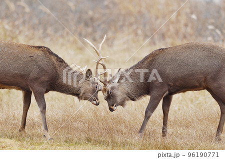 角を突きあわせて戦うエゾシカ(北海道) 角を突きあわせて戦うエゾシカ(北海道) 96190771