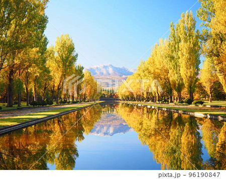 北海道の絶景 秋の前田森林公園 ポプラ並木の紅葉風景 96190847