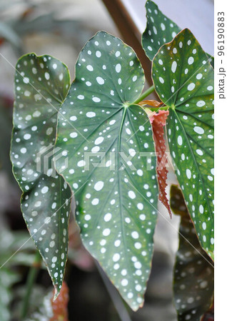 Begonia or Begonia maculata ,Begonia Maculata Wightii Begonia or Begonia maculata ,Begonia Maculata Wightii 96190883