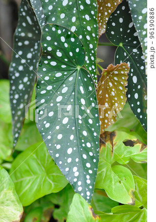 Begonia or Begonia maculata ,Begonia Maculata Wightii 96190886