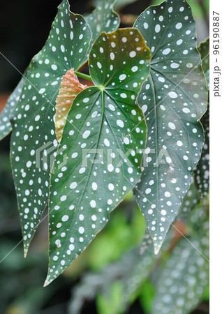 Begonia or Begonia maculata ,Begonia Maculata Wightii 96190887