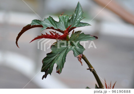 Begonia leopatra, Begonia sp or Begonia plant or red leaf or bicolor leaf 96190888