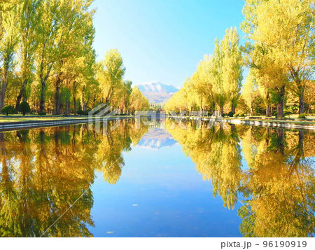 北海道の絶景 秋の前田森林公園 ポプラ並木の紅葉風景 96190919