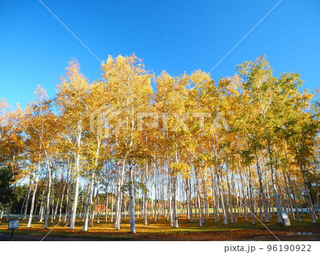 北海道の絶景 秋の白樺林の風景  96190922