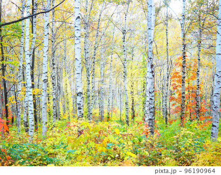北海道の絶景 秋の白樺林の風景  96190964