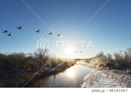 樹氷に囲まれたねぐらから飛び立つタンチョウの群れ（北海道・鶴居） 96191007