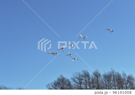 青空を飛ぶタンチョウの群れ（北海道・鶴居） 96191008