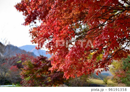 南阿蘇　紅葉 96191358