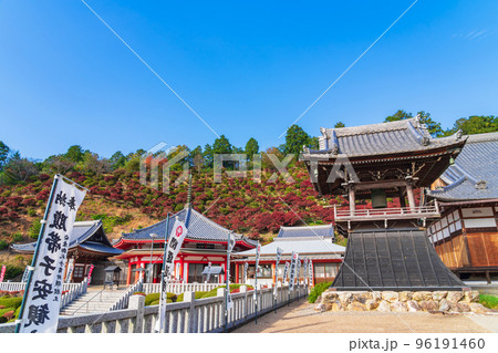秋の大龍寺、紅葉するドウダンツツジ〈岐阜県岐阜市〉 秋の大龍寺、紅葉するドウダンツツジ〈岐阜県岐阜市〉 96191460