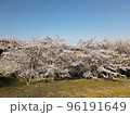 桜並木と青空 96191649