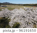 桜並木と田園 96191650