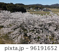 桜並木 96191652