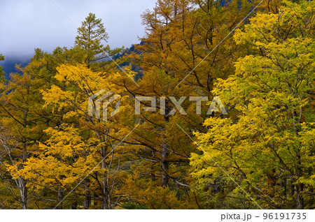 上高地の紅葉 96191735