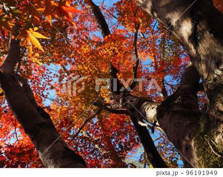 紅葉の見頃を迎えたモミジ 96191949