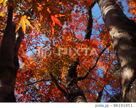 紅葉の見頃を迎えたモミジ 96191951