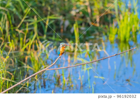 カワセミ クローズアップ 快晴撮影  96192032