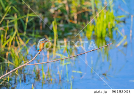 カワセミ クローズアップ 快晴撮影 カワセミ クローズアップ 快晴撮影 96192033