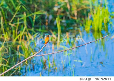 カワセミ クローズアップ 快晴撮影  96192044