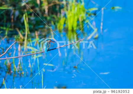 カワセミ クローズアップ 快晴撮影  96192052