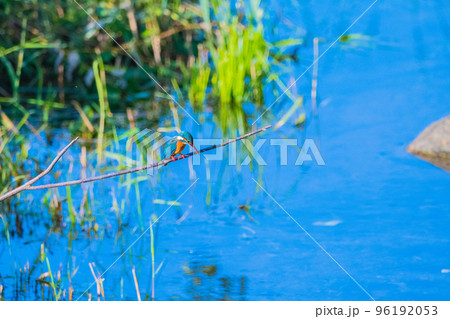 カワセミ クローズアップ 快晴撮影 カワセミ クローズアップ 快晴撮影 96192053