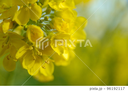 いつか見た菜の花畑 いつか見た菜の花畑 96192117