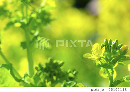 いつか見た菜の花畑 いつか見た菜の花畑 96192118
