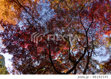 瑞宝寺の紅葉 96192545
