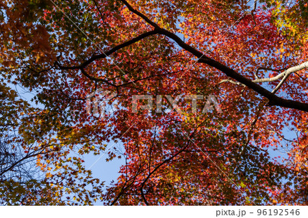 瑞宝寺の紅葉 96192546