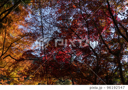 瑞宝寺の紅葉 96192547