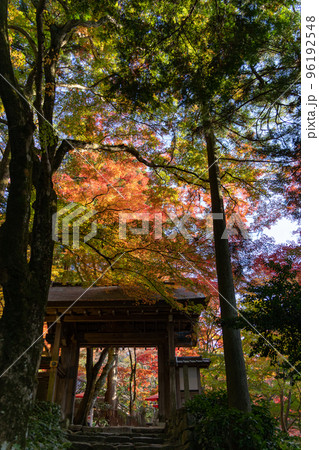 瑞宝寺の紅葉 96192548