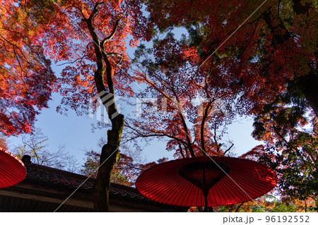 瑞宝寺の紅葉 96192552