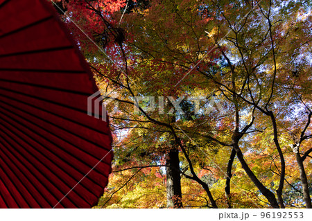 瑞宝寺の紅葉 96192553