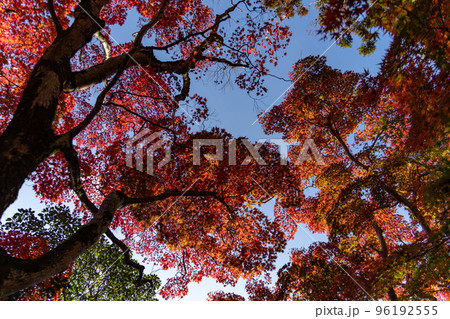 瑞宝寺の紅葉 96192555