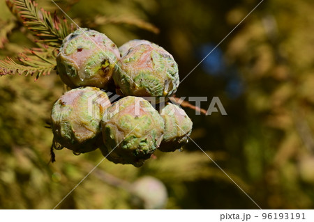 ラクウショウの木の実 96193191