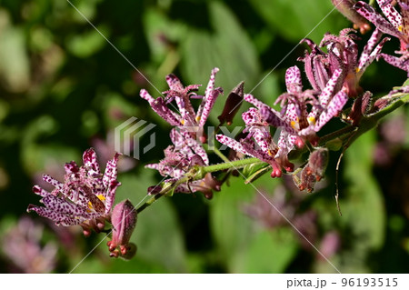 ホトトギス(ユリ科)の多年草 ホトトギス(ユリ科)の多年草 96193515