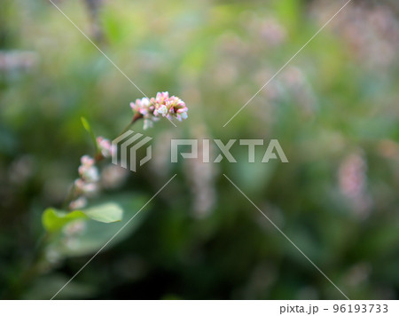 10月に咲いた藍（アイ）の花 96193733