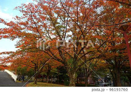 紅葉に染まる新横浜3丁目公園 96193760