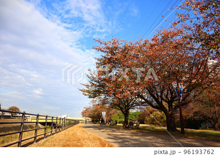 紅葉に染まる新横浜駅前公園 96193762
