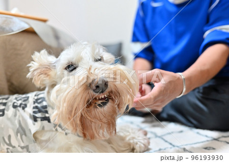 飼い主の男性の指を噛むスコッチ(スコティッシュテリア) 飼い主の男性の指を噛むスコッチ(スコティッシュテリア) 96193930